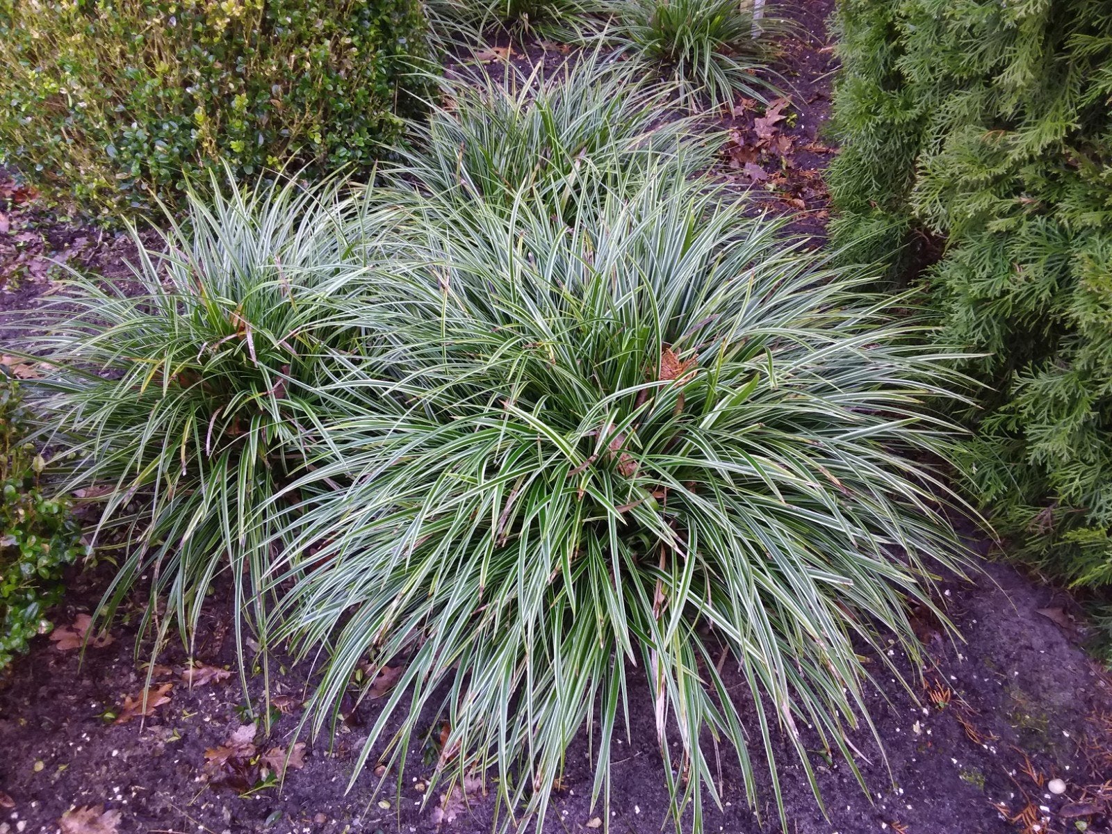 carex morrowii, japanse zegge, siergras, bodembedekker, Ophalen, Vaste plant, Siergrassen, Halfschaduw