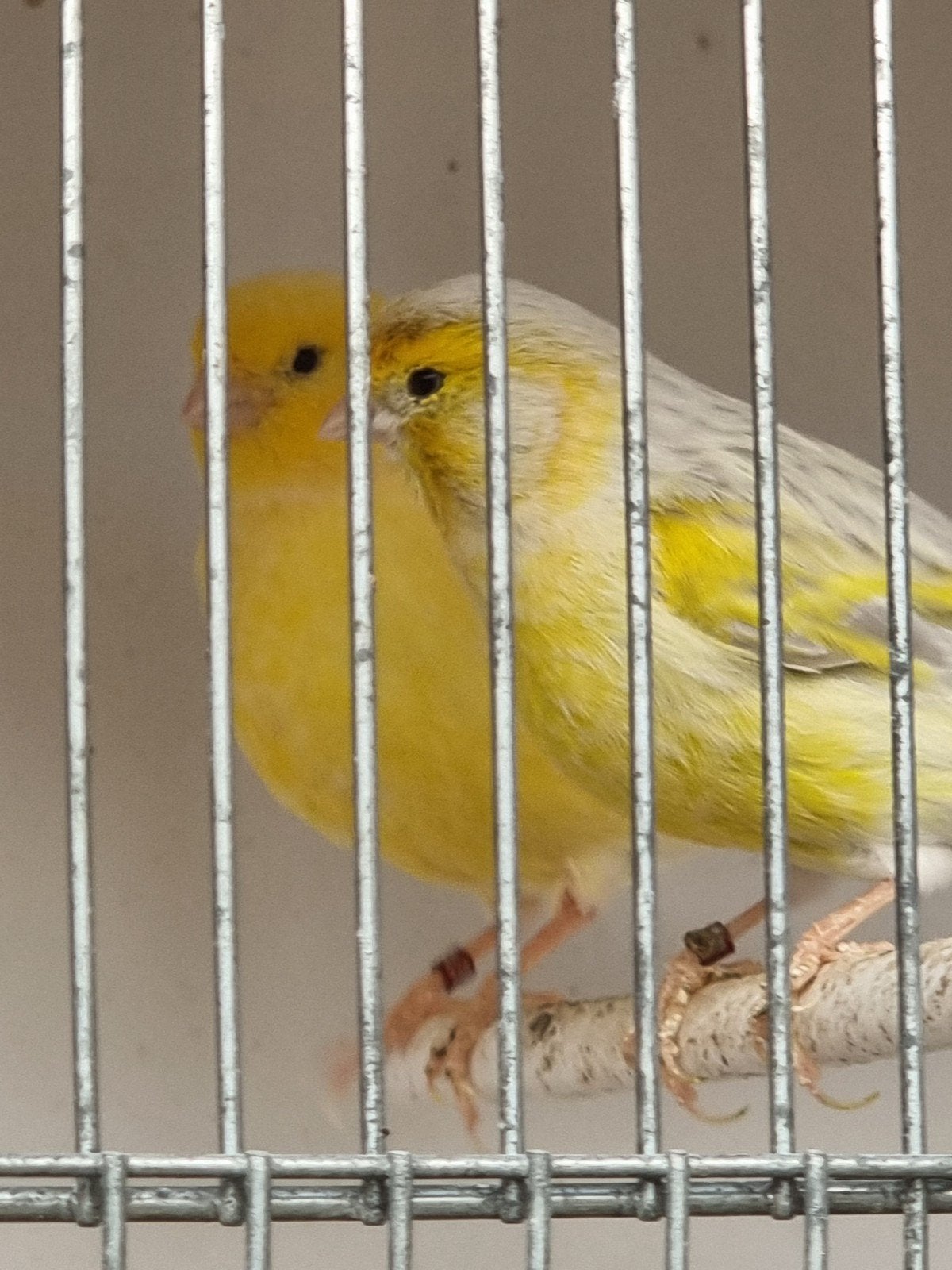 Geel opaal mozaïek x geel., Canari de couleur