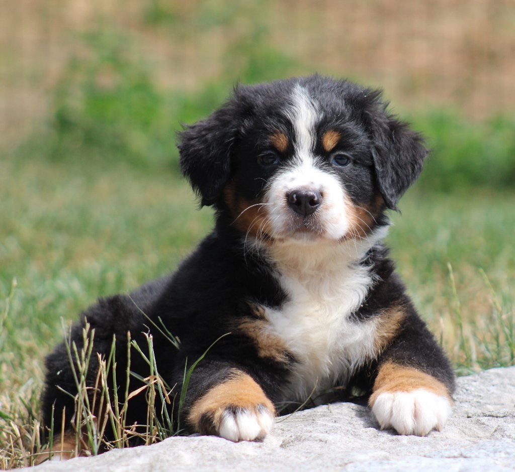 Chiots de montagne bernois, Swiss mountain, Plusieurs, Hépatite contagieuse (maladie de Rubarth), Belgique
