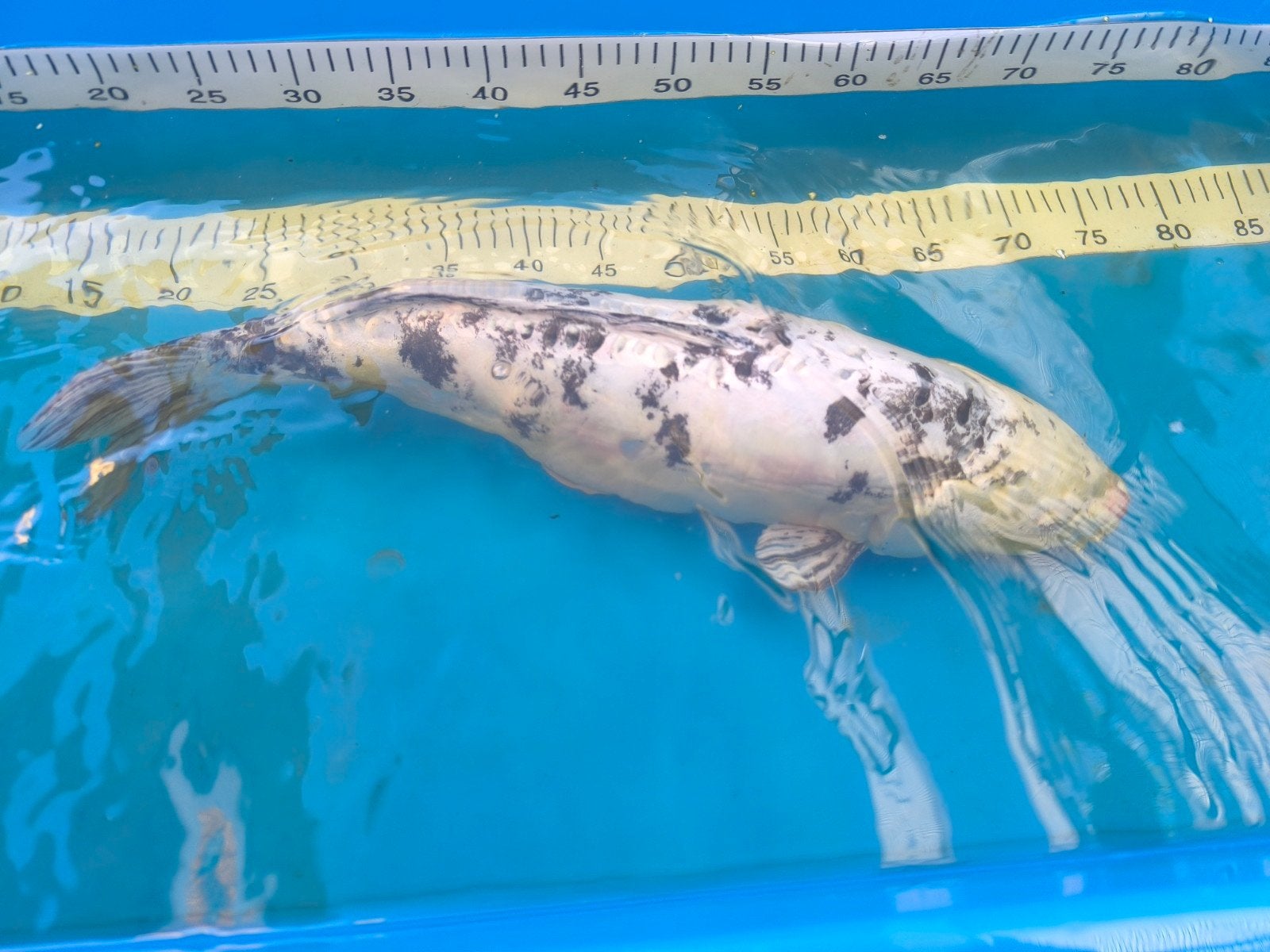 koi, Dieren en Toebehoren
