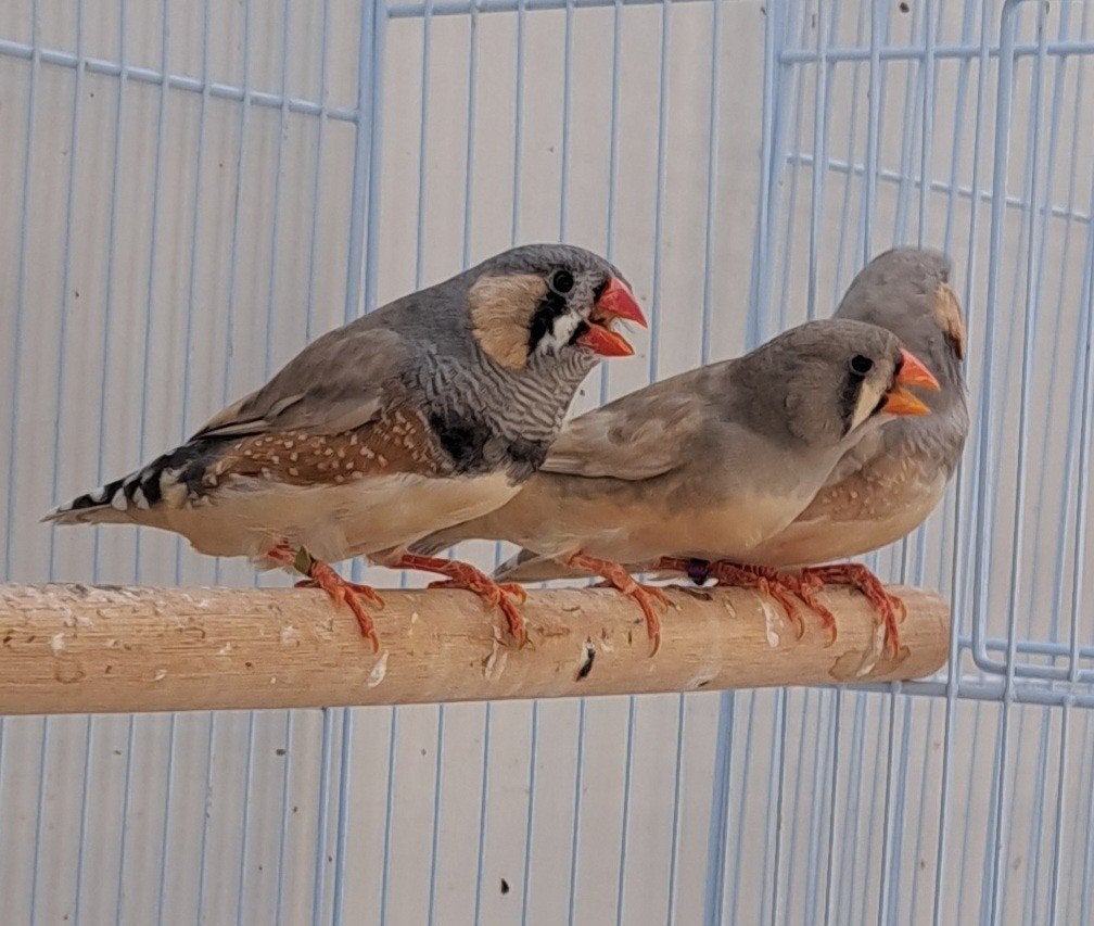Passtel zebravinken tt groot formaat, Dieren en Toebehoren, Vogels | Overige Vogels, Meerdere dieren, Tropenvogel, Geringd