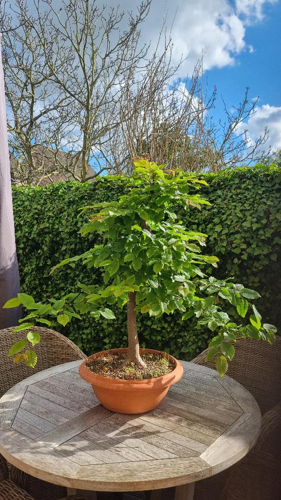 Haagbeuk prebonsai - carpinus betulus, Bloeit niet, Halfschaduw, Overige soorten, Minder dan 100 cm