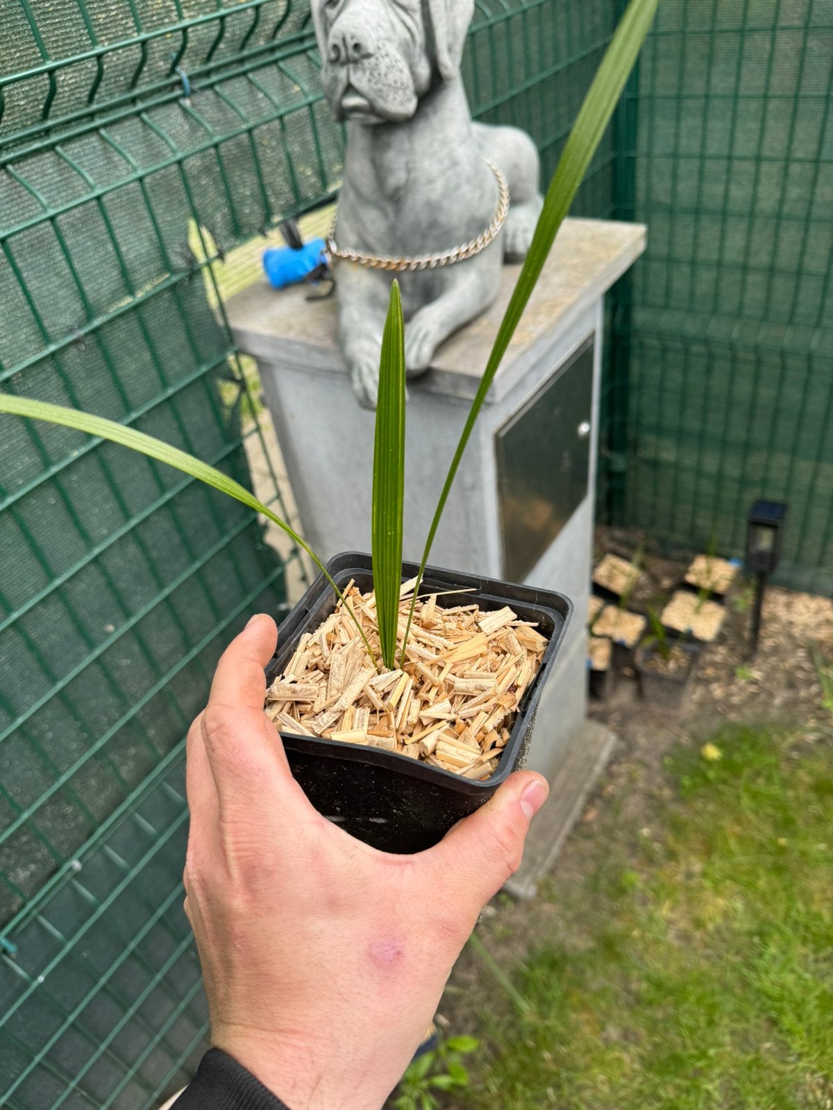 trachycarpus nanus, Ophalen of Verzenden