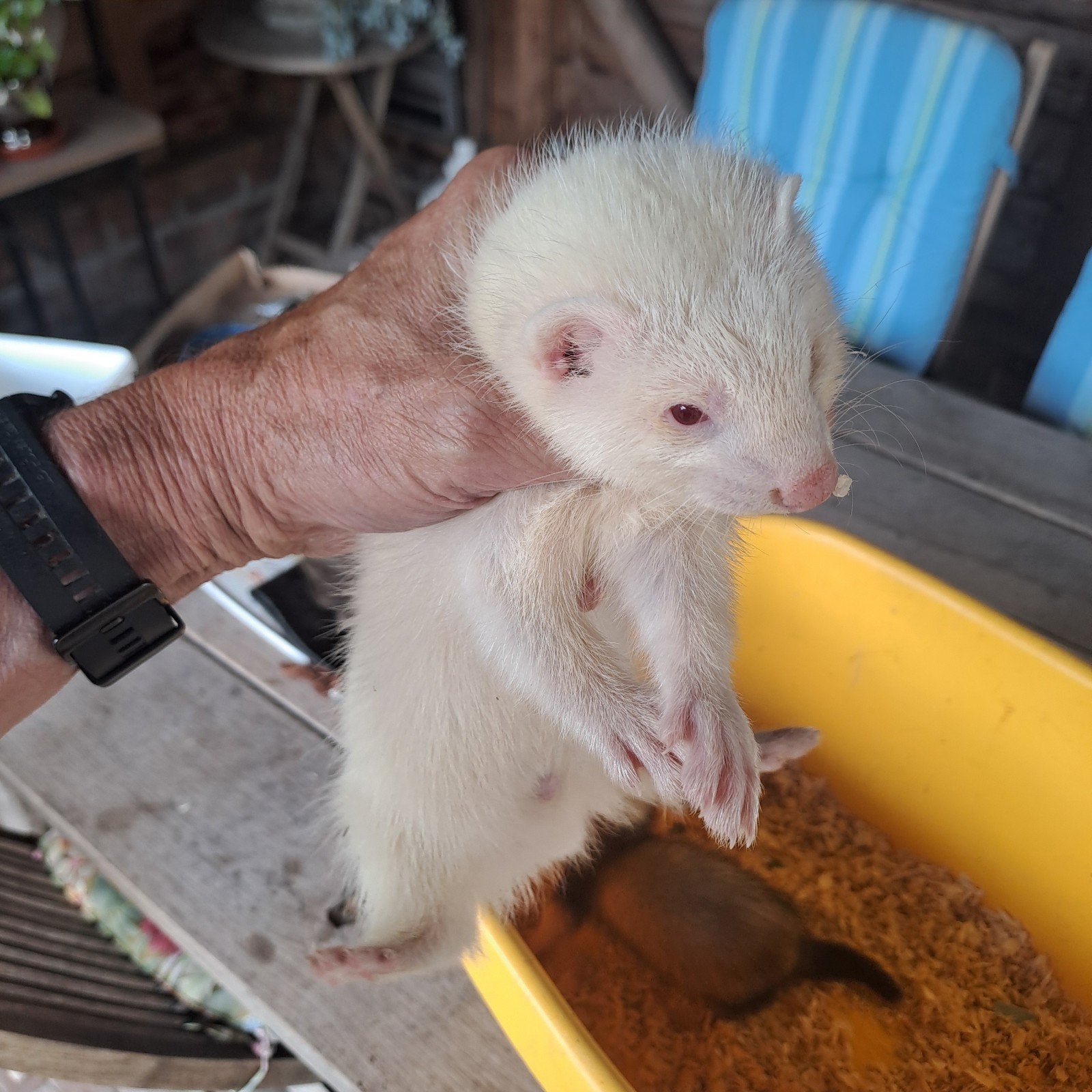 Jonge fretjes mannetje en vrouwtje, Animaux & Accessoires, Rongeurs, Mai, Mâle, Furet