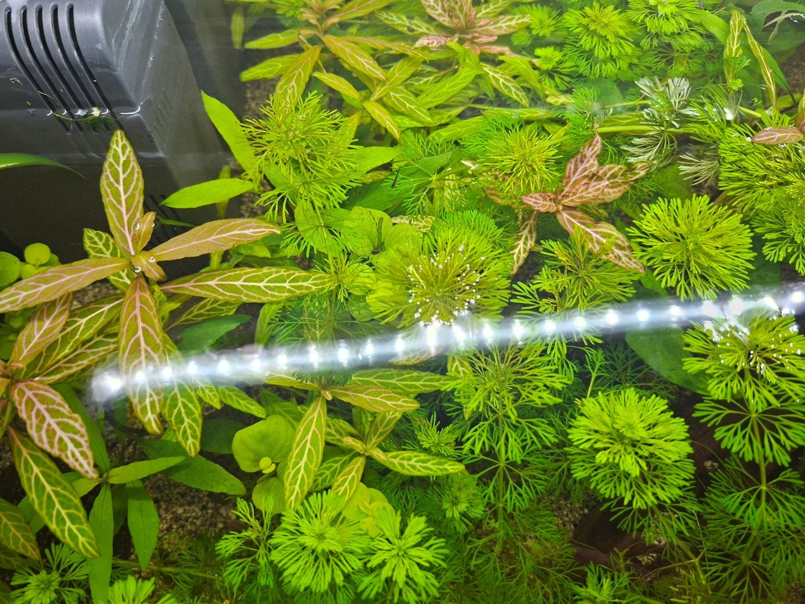 Verschillende aquarium planten, Animaux & Accessoires, Enlèvement, Plantes incluses, Neuf, Plante(s), Pierre ou Bois