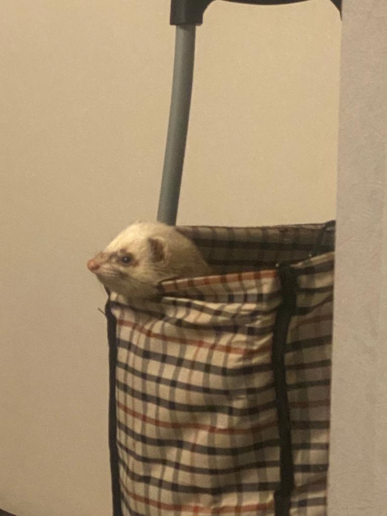 Morvyn zoekt een nieuw thuisje, Fret, Mannelijk, Mei, Tam