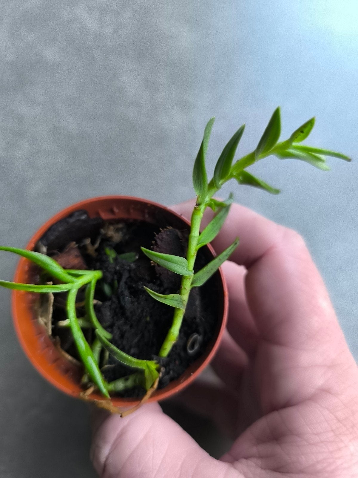 Epidendrum peperomia dwerg orchidee, Ophalen of Verzenden