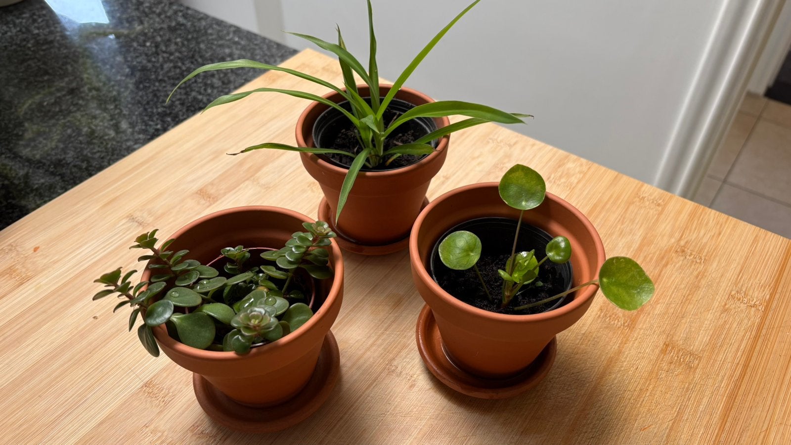 Set kamerplantjes in terracotta potjes, Ophalen