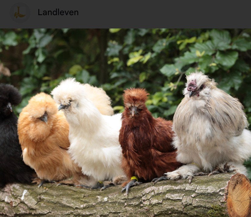 Zijdehoentjes - kippen, Dieren en Toebehoren, Pluimvee, Vrouwelijk, Kip