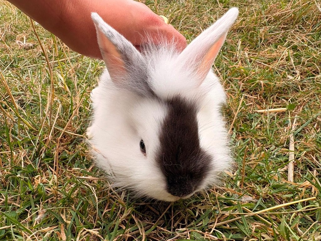 Lapin, Plusieurs animaux, Taille moyenne, Oreilles tombantes, 0 à 2 ans