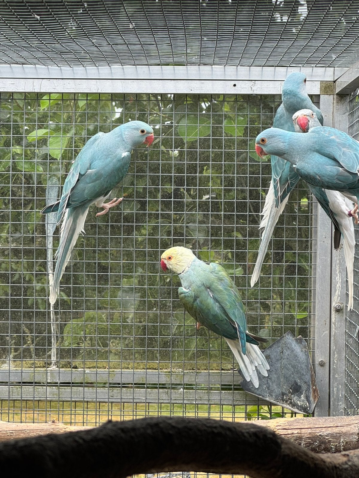 Jonge halsbandparkieten, Dieren en Toebehoren, Vogels | Parkieten en Papegaaien, Geringd
