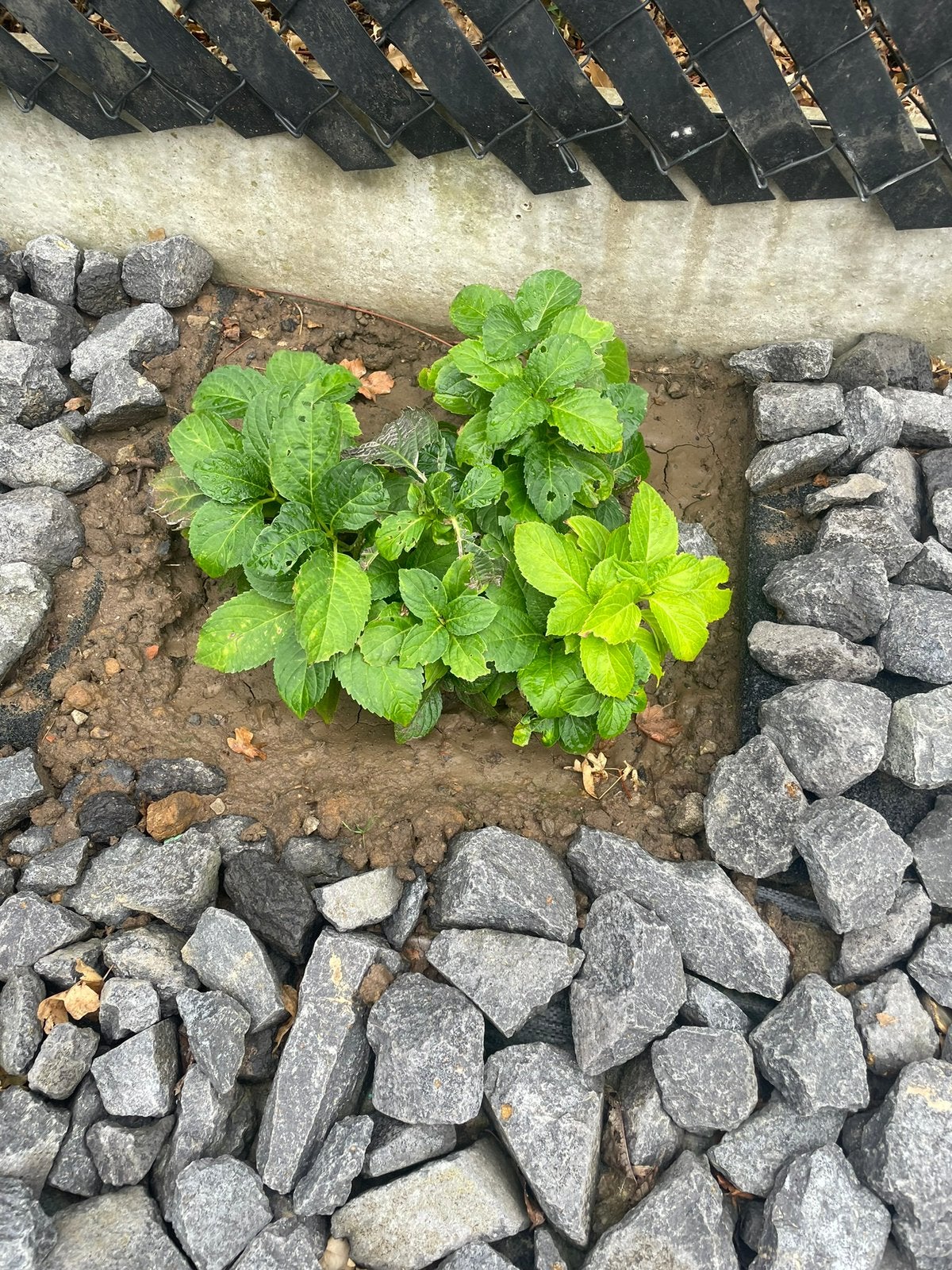 Hortensia, Enlèvement, Hortensia