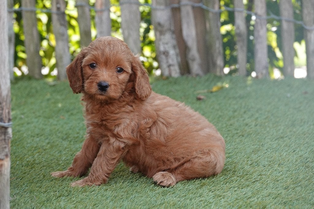 Prachtige abrikoze & abrikoos/rode Cavapoo pups, Dieren en Toebehoren, Honden | Chihuahua's en Gezelschapshonden, Meerdere dieren