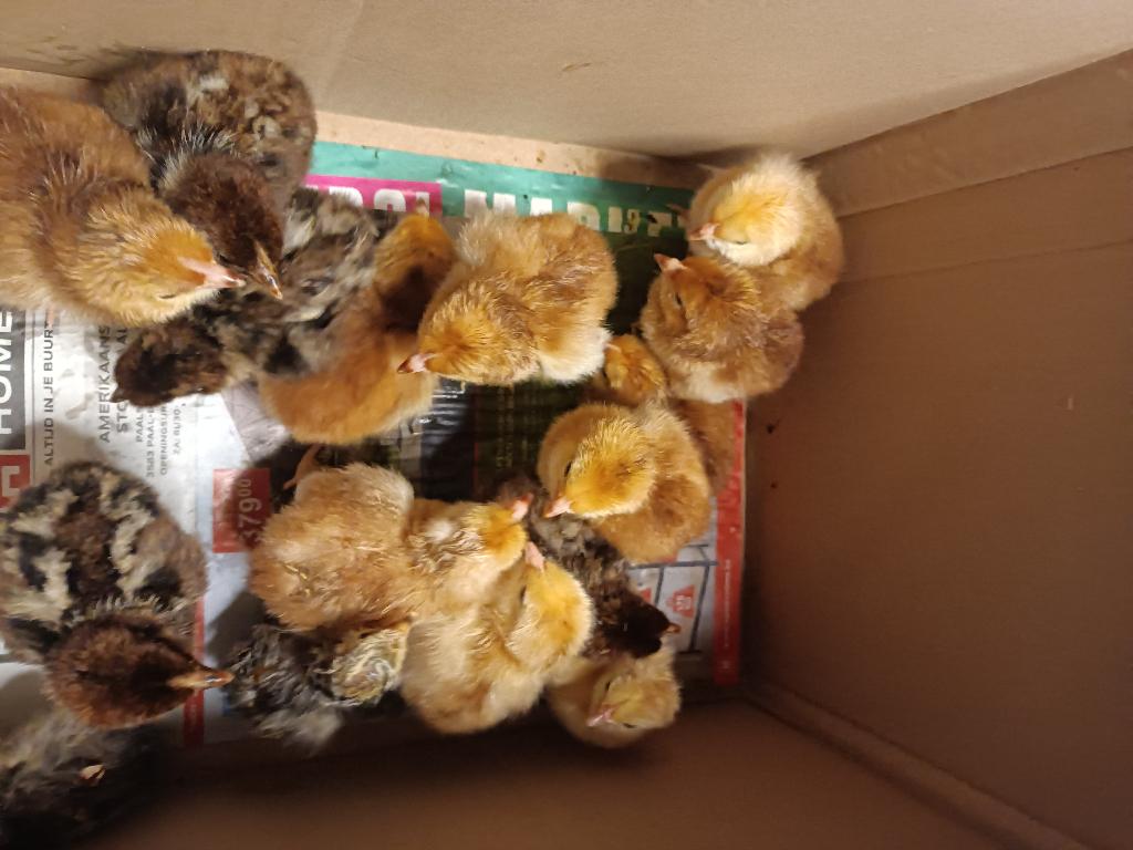 kuikens, Dieren en Toebehoren, Pluimvee, Geslacht onbekend, Kip