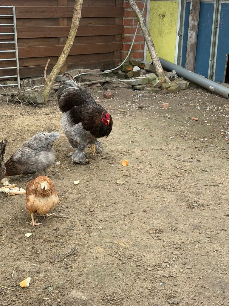 Brahma haan te koop, Dieren en Toebehoren, Pluimvee, Mannelijk, Overige soorten