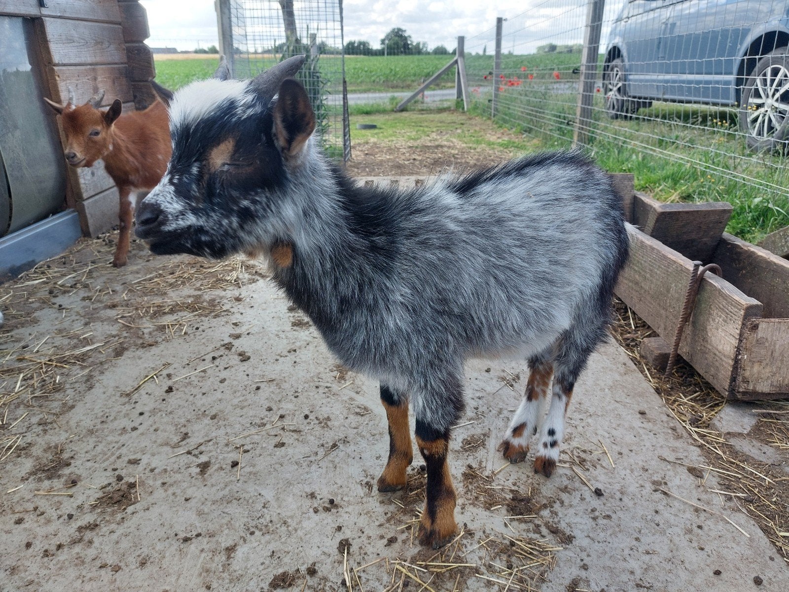Chèvre hermine., Animaux & Accessoires, Moutons, Chèvres & Cochons, Mâle, Chèvre, 0 à 2 ans