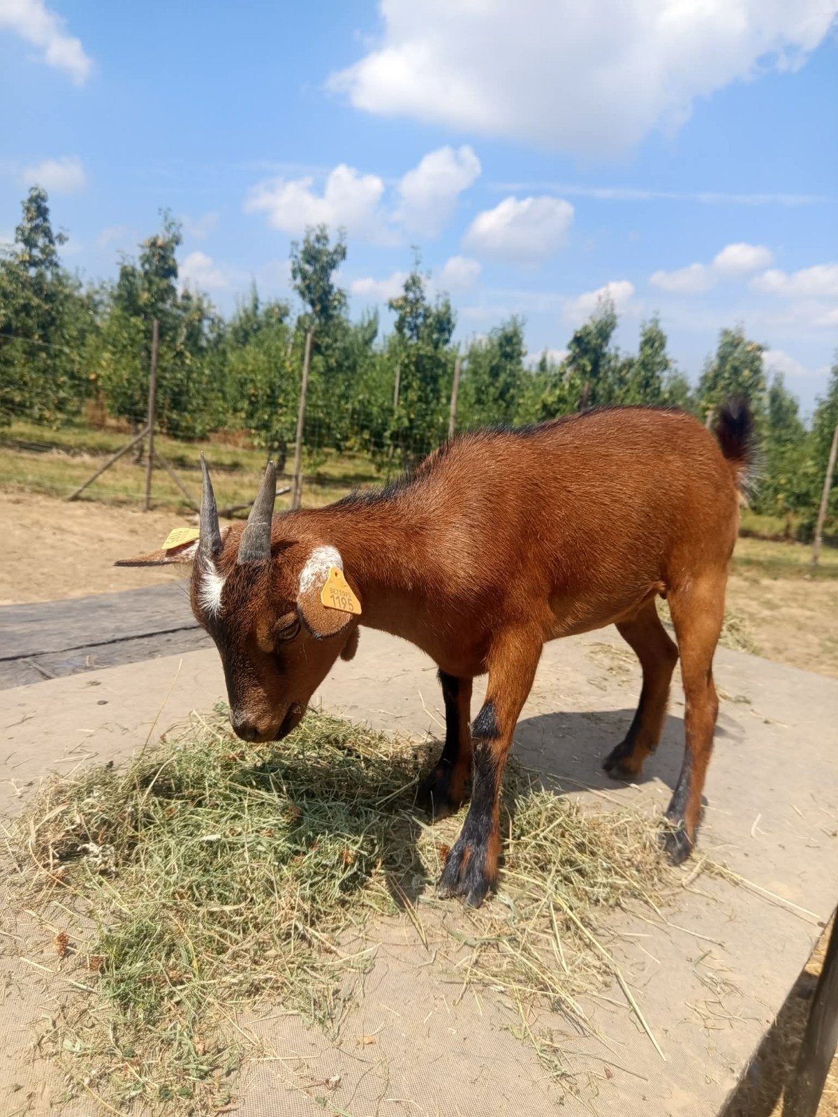 Dwergeit mieke niet gecastreerd, Dieren en Toebehoren