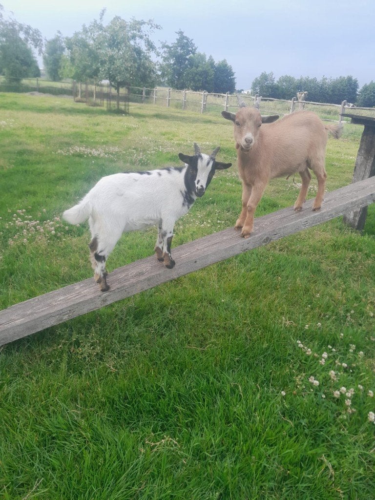 Bokjes, dwerggeitjes te koop, Mâle, Chèvre, 0 à 2 ans