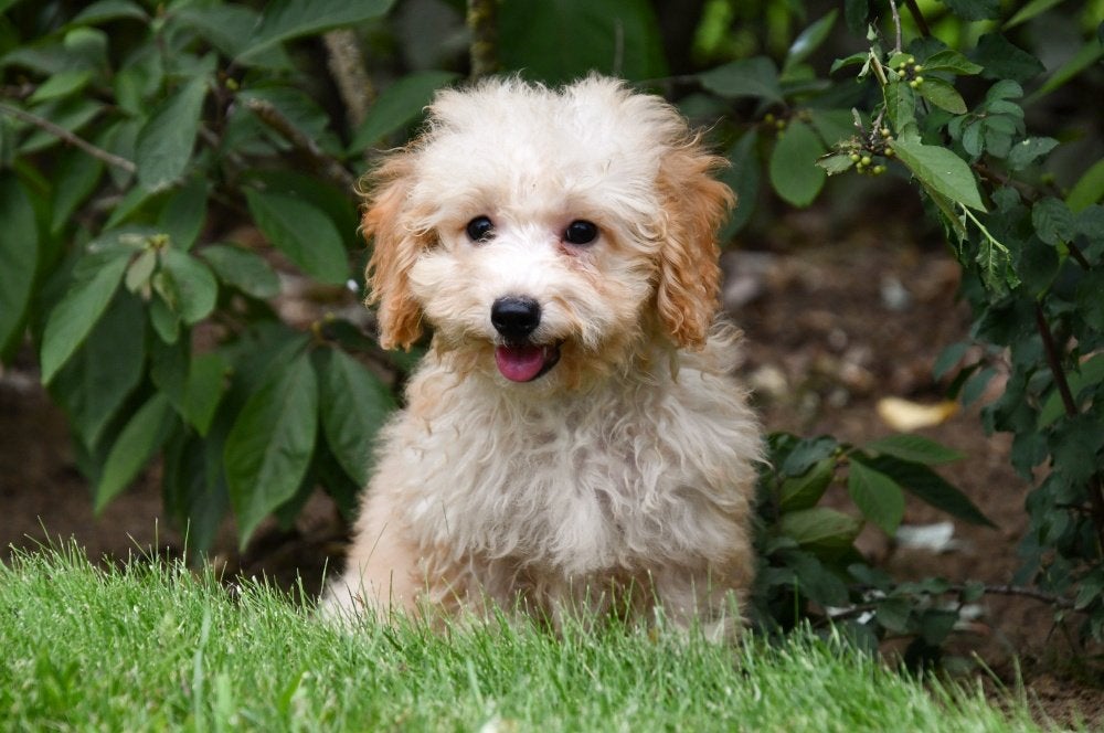 Maltipoo pups te koop, 15 weken tot 1 jaar, Overige rassen, Buitenland, CDV (hondenziekte)