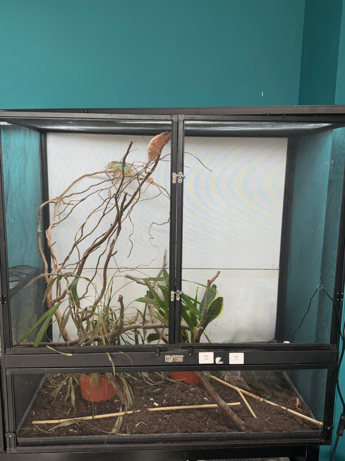 Kameleons + terrarium, Dieren en Toebehoren, Reptielen en Amfibieën, 0 tot 2 jaar