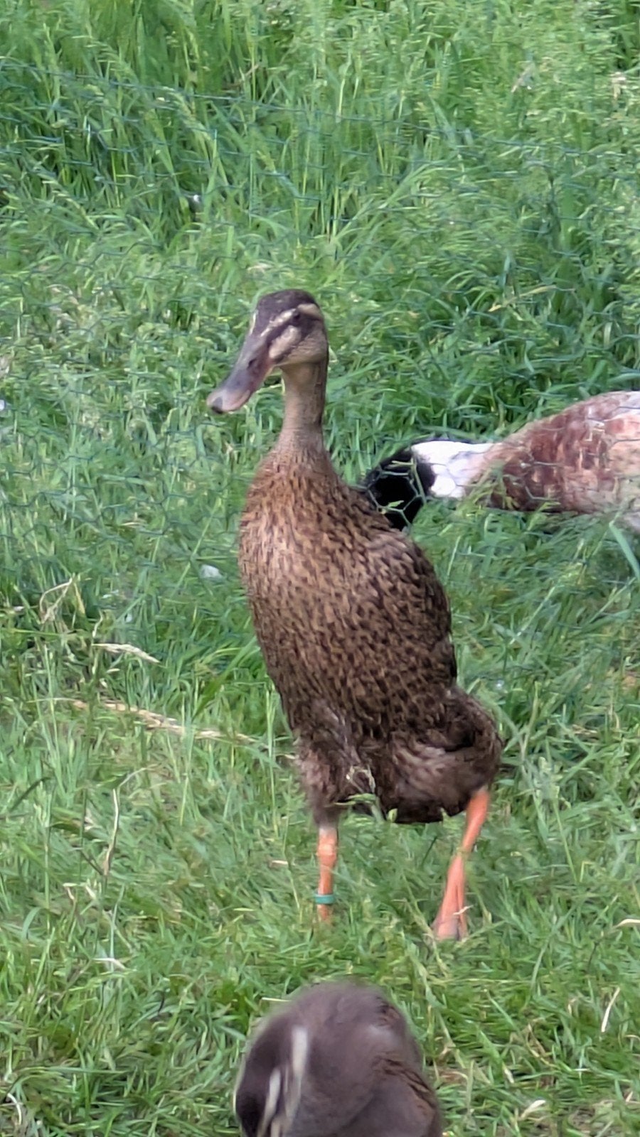 Indische loopeend pulletjes (kuikens) te koop, Dieren en Toebehoren, Pluimvee