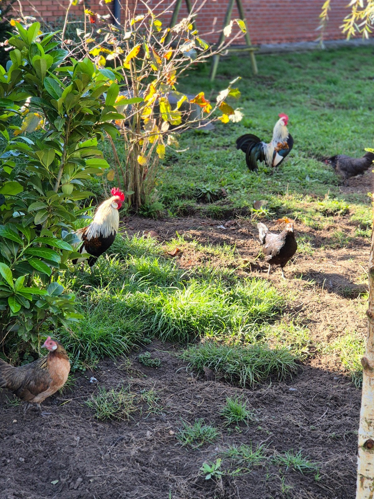 a vendre deux trio's petite poules 15euro pour un trio, Animaux & Accessoires