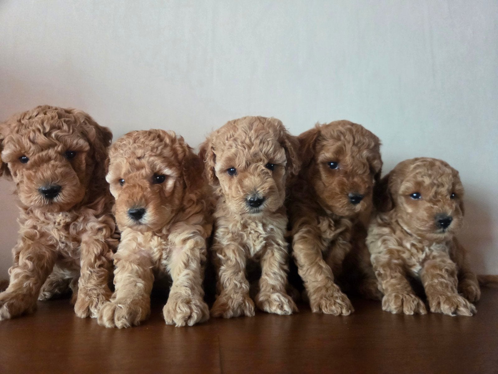 Prachtige Dwergpoedel Puppy's, Dieren en Toebehoren, Poedel, België, Fokker | Hobbymatig, 8 tot 15 weken