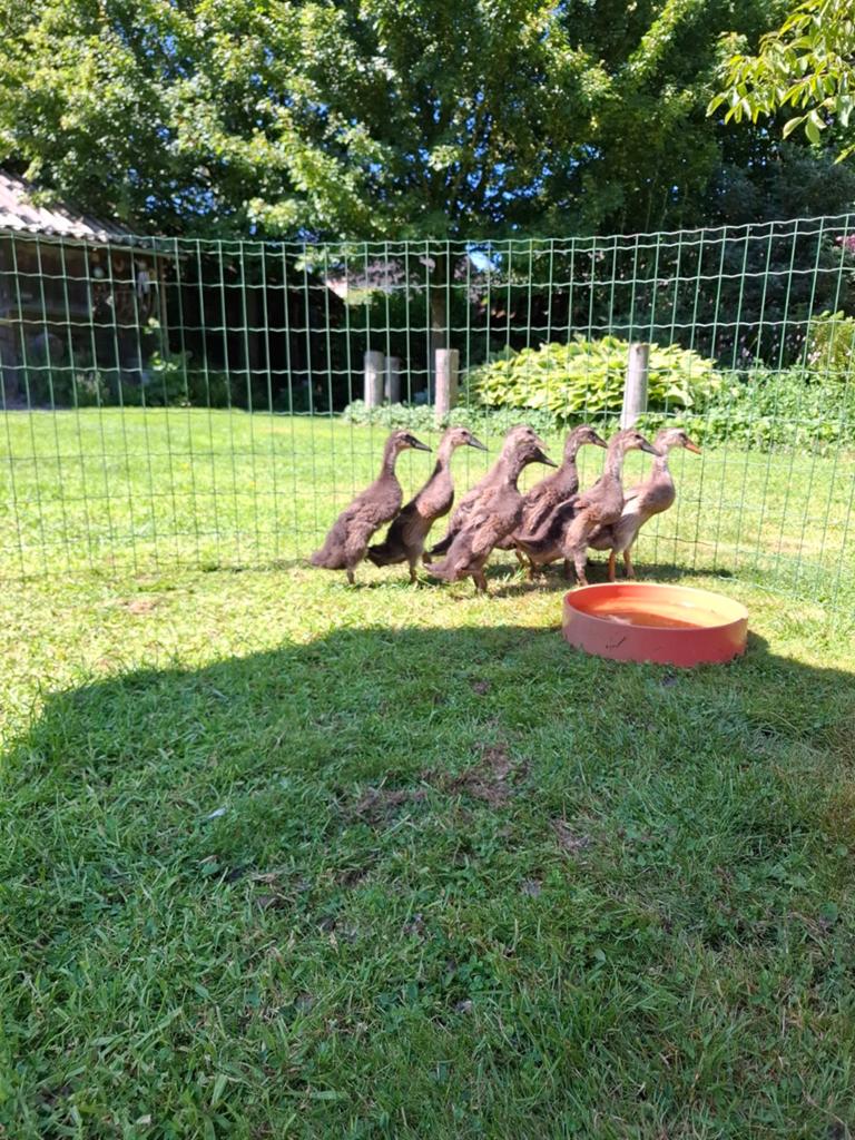 8 indische loopeendjes, Dieren en Toebehoren