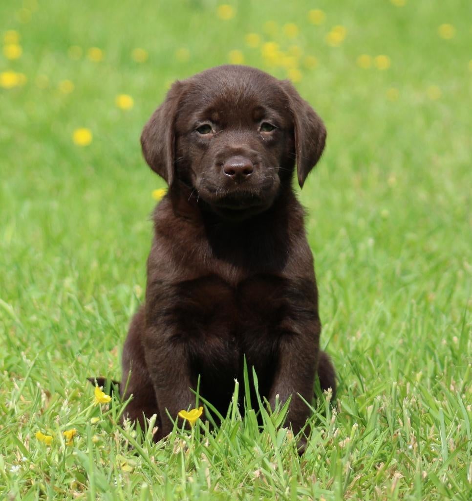Labrador pups, Dieren en Toebehoren, Honden | Retrievers, Spaniëls en Waterhonden, Parvo, België, Reu, 8 tot 15 weken