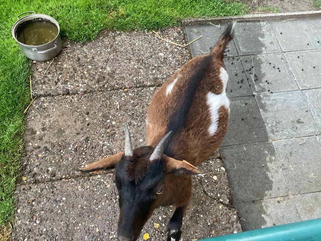 Tamme geit, Dieren en Toebehoren, Vrouwelijk, Geit, 0 tot 2 jaar