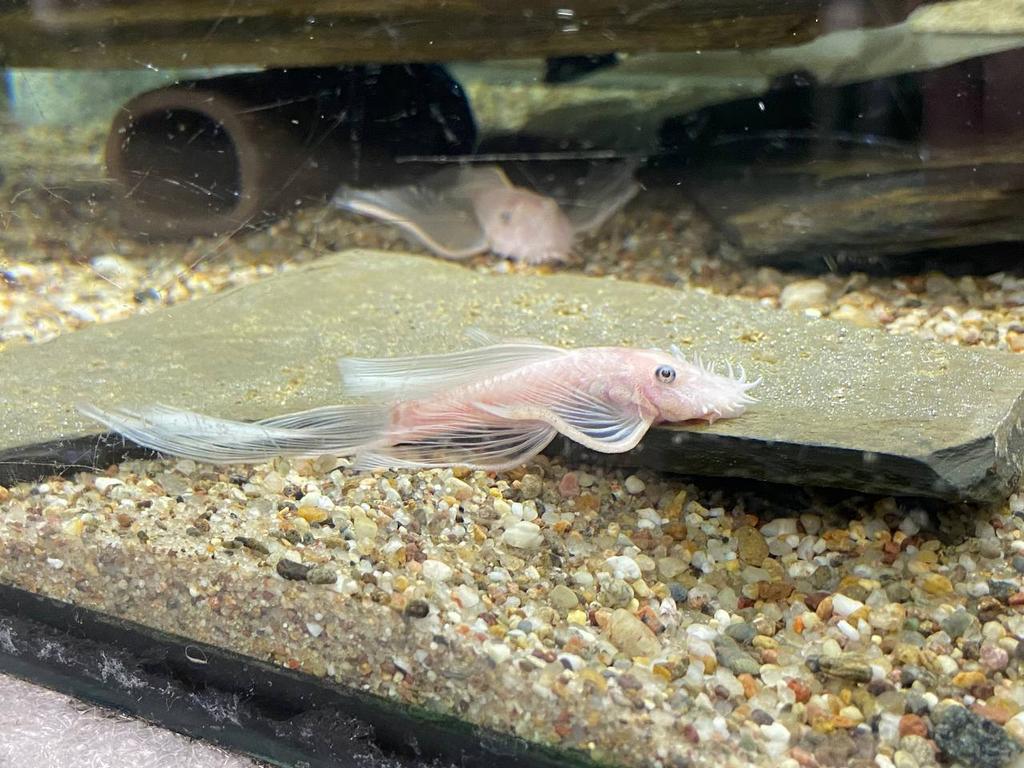 Mangeur d'algues à longues nageoires Ancistrus Super White, Poisson, Poisson d'eau douce