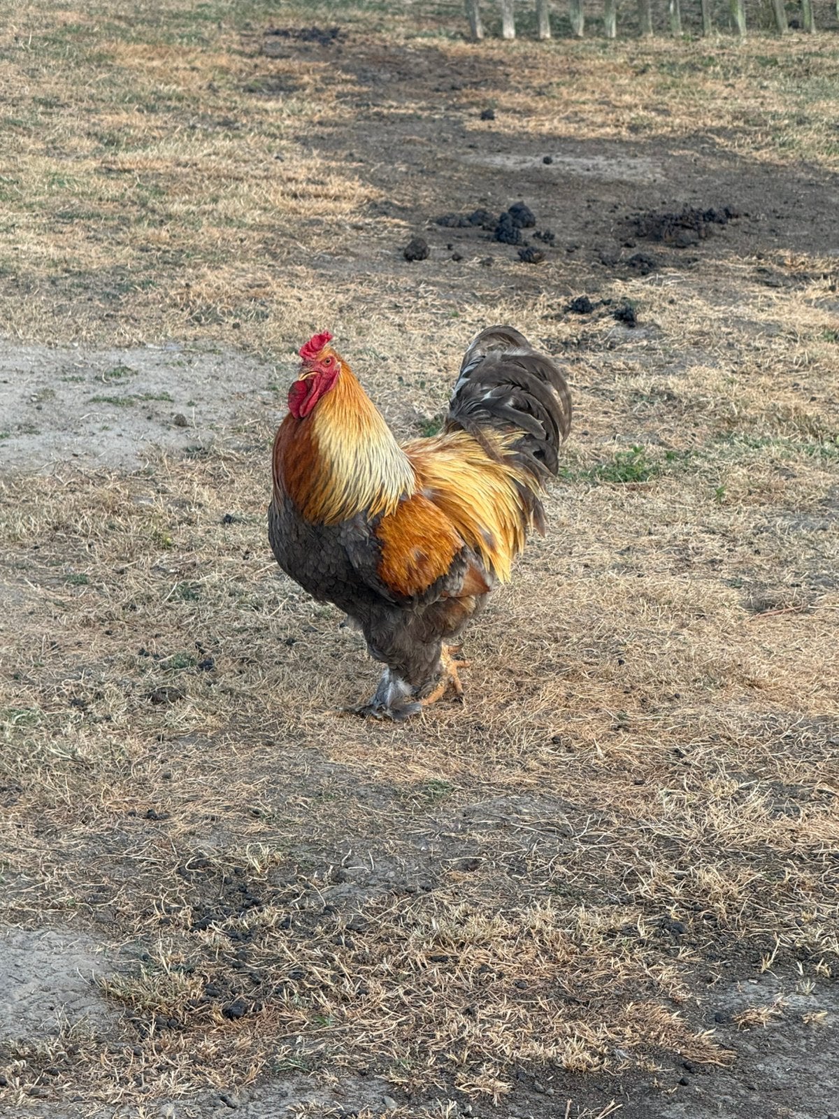 Brahma haan 1,5 jaar, Dieren en Toebehoren, Pluimvee, Mannelijk, Kip