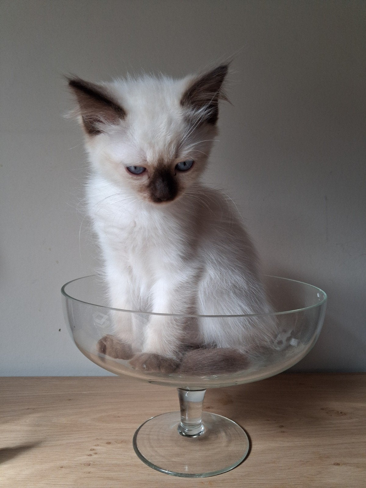 Ragdoll kitten (katertje), Kater, Gechipt, 0 tot 2 jaar