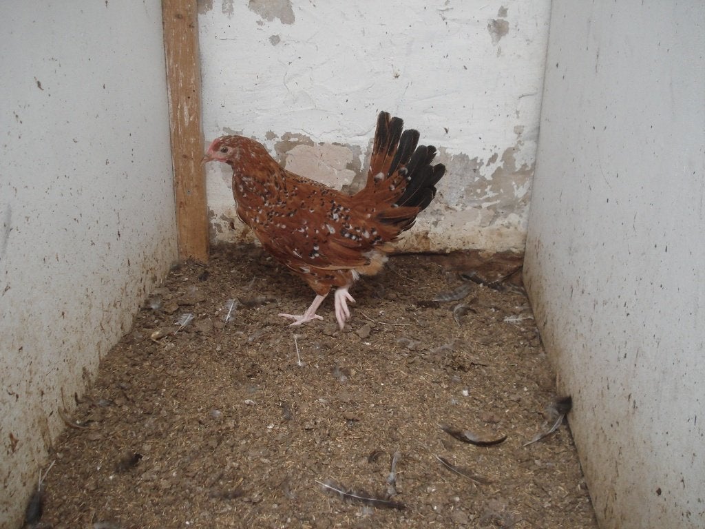 hen (duizendkleur, porselein), Dieren en Toebehoren, Vrouwelijk, Kip