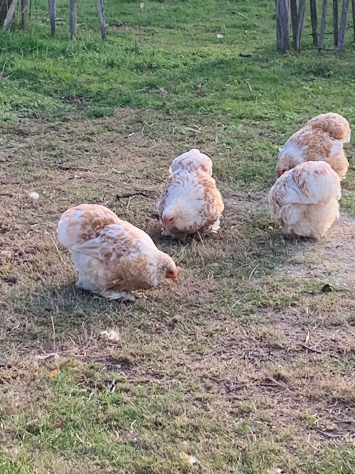 Cochin kriel hen, Dieren en Toebehoren, Vrouwelijk, Kip