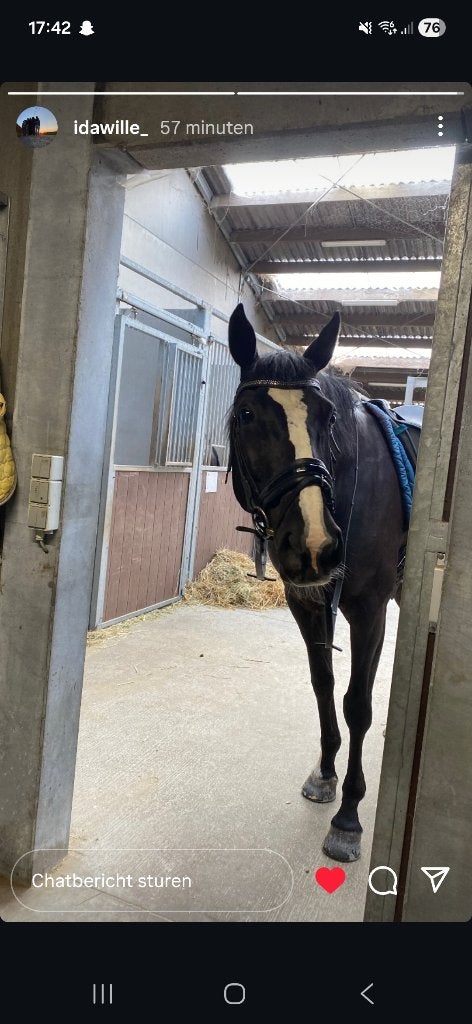Halve stal/verzorgpaard, L, 160 à 165 cm, Cheval de saut, Jument