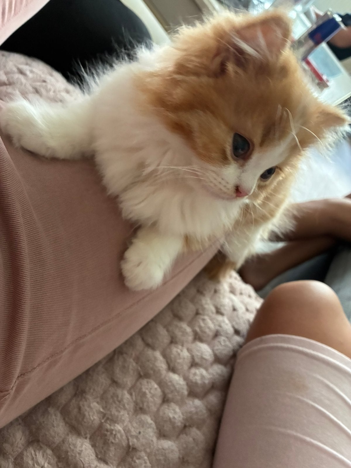 Super lief Brits langhaar katertje red bicolor, Dieren en Toebehoren, Katten en Kittens | Raskatten | Langhaar, Kater, Met stamboom