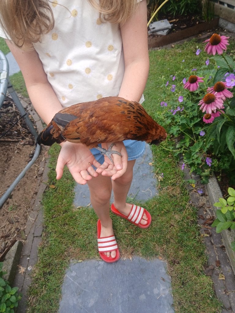 Antwerpse baardkrielen, Animaux & Accessoires, Volatiles, Plusieurs animaux, Poule ou poulet
