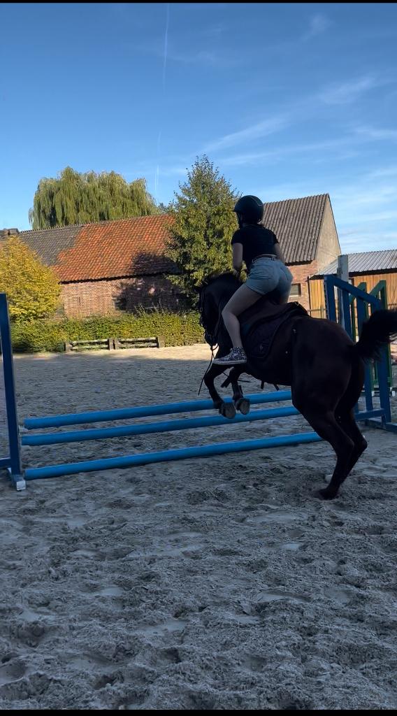 Verzorgpaard gezocht, Plusieurs animaux, Ne s'applique pas, Moins de 160 cm, Cheval de récréation