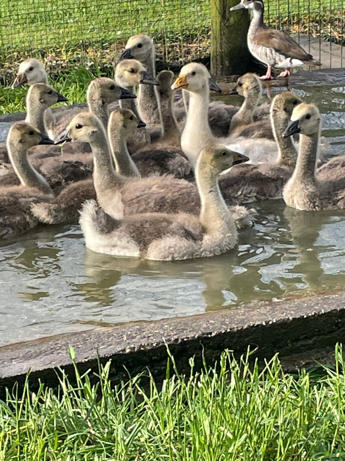 Canada ganzen kuikens, Dieren en Toebehoren, Pluimvee, Meerdere dieren, Gans of Zwaan