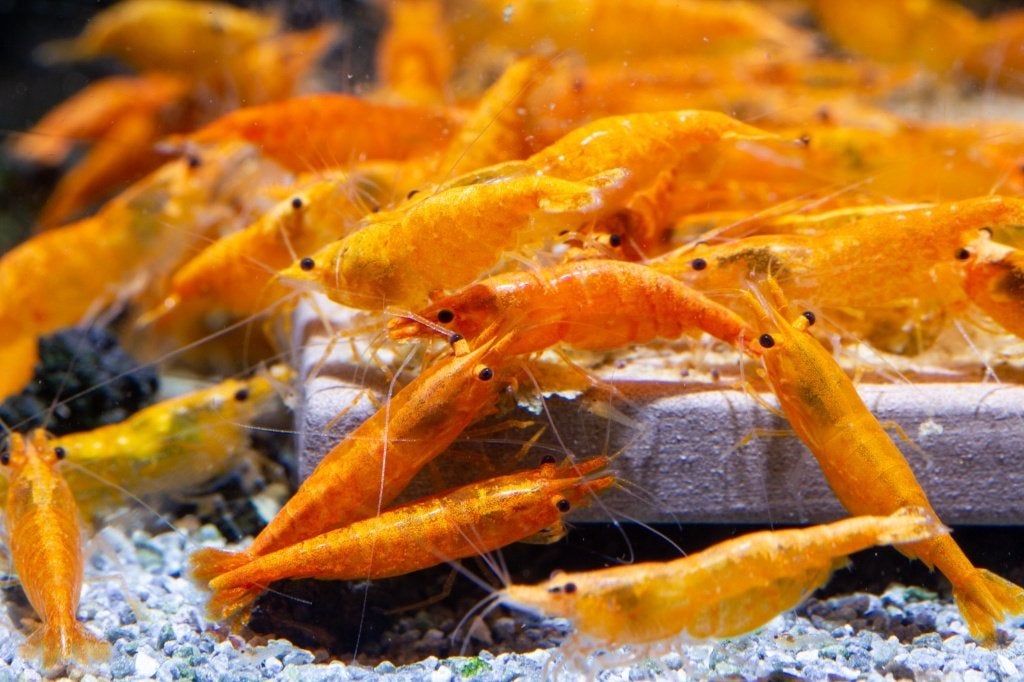 Crevettes d'aquarium Orange Sakura Neocaridina, Homard, Crabe ou Crevette, Poisson d'eau douce