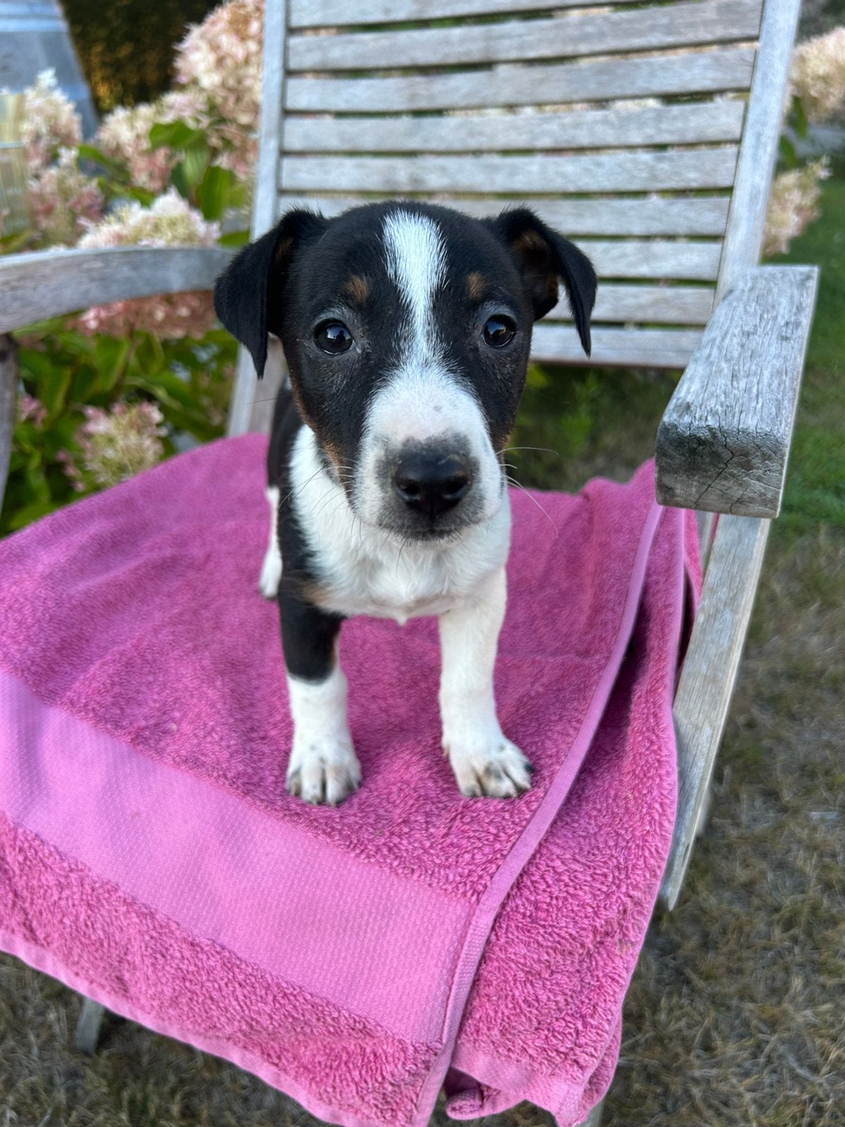 Jack Russel puppy’s, Dieren en Toebehoren, België, Fokker | Hobbymatig, 8 tot 15 weken, CDV (hondenziekte)