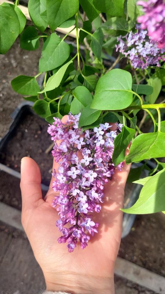 Sering/syringa, Winterhard! Per stuk 10 euro (laatste stuks), Tuin en Terras, Ophalen