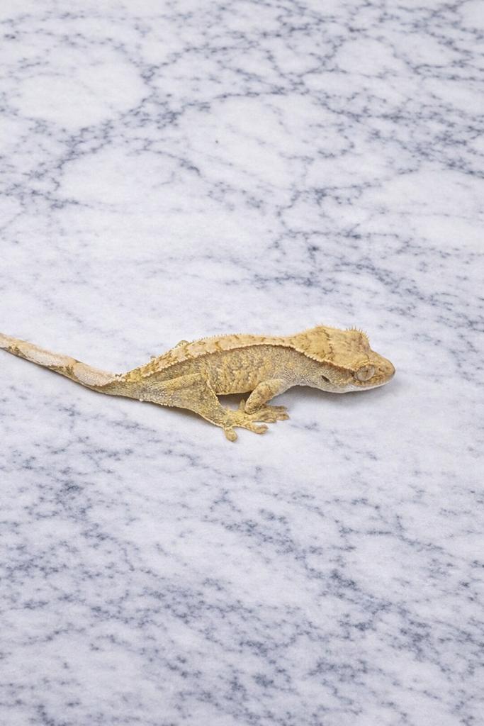 Gecko a crete wimpergekko