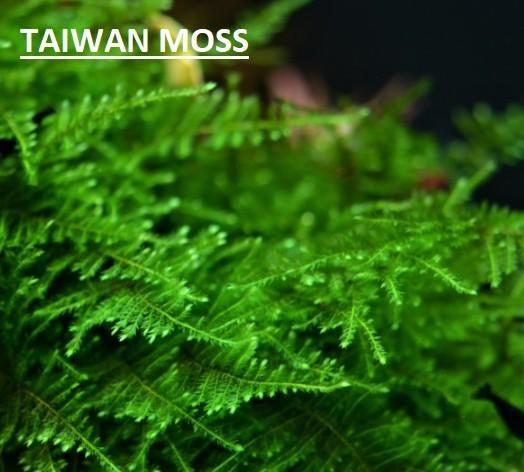 Mousses Riparium, Taïwan moss, monosolenium pour aquarium, Animaux & Accessoires, Poissons | Aquariums & Accessoires, Enlèvement