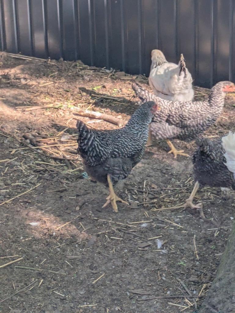 Koelhoekskleurige legkippen, Dieren en Toebehoren