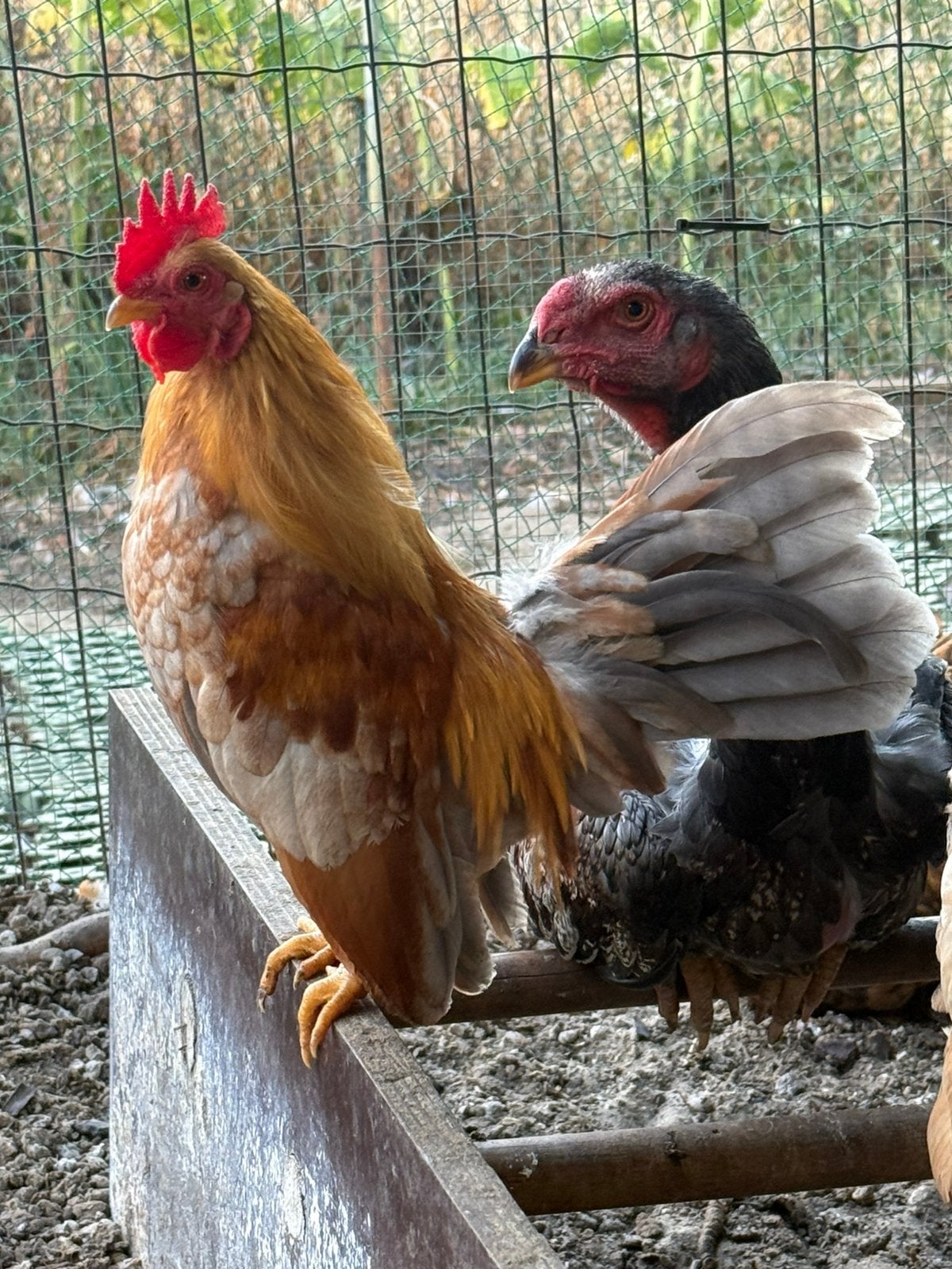 Haantjes serama en brahma., Dieren en Toebehoren, Pluimvee