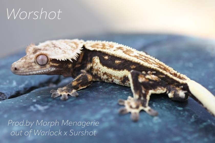 Bewezen Drippy Emptyback Quadstripe wimpergekko man, Hagedis, 0 tot 2 jaar