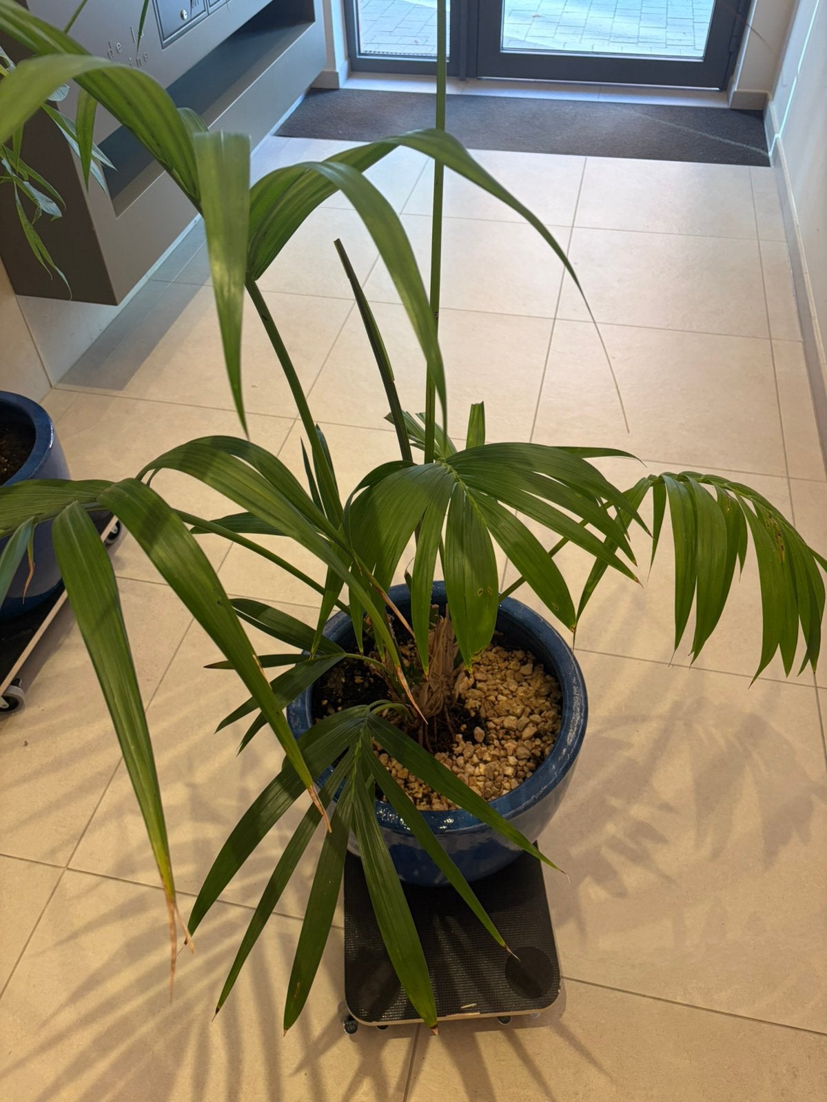 Plante, Enlèvement