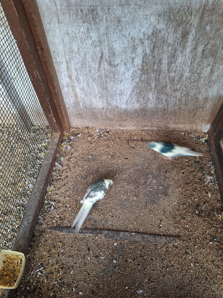 Kakariki's, Dieren en Toebehoren, Meerdere dieren, Parkiet, Geringd